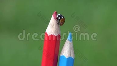 在削尖的彩色铅笔上爬行的虫子女士